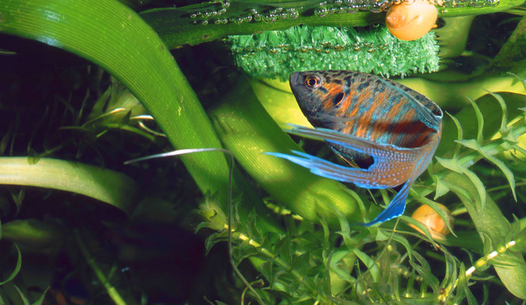 Makropode (Macropodus opercularis)