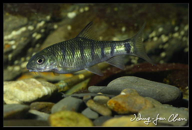 Acrossocheilus paradoxus