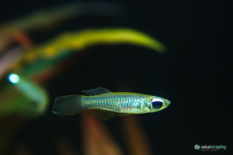 Normans Leuchtaugenfisch (Aplocheilichthys normani)